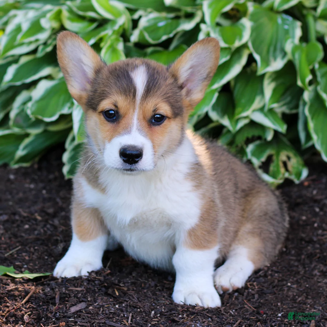 Welsh Corgi Pembroke dogs for sale: King  - Ad 1