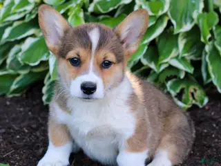 Welsh Corgi Pembroke dogs for sale: King - Ad 1