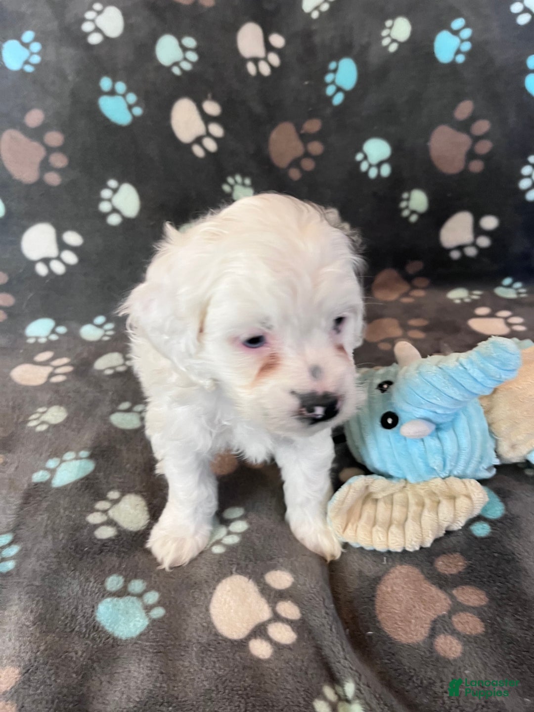 Cockapoo dogs for sale: Cockapoo Puppy 2 - Ad 7