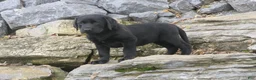 Labrador Retriever dogs for sale: Sally Labrador Retriever  - Ad 18
