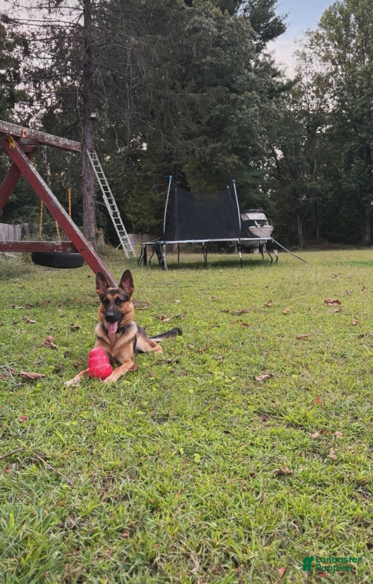 German Shepherd dogs German Shepherd Puppy 1 - Ad 2