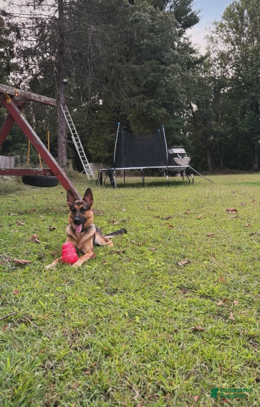 German Shepherd dogs for sale: German Shepherd Puppy 1 - Ad 1