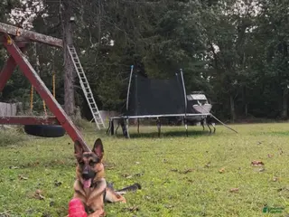 German Shepherd dogs German Shepherd Puppy 1 - Ad 2