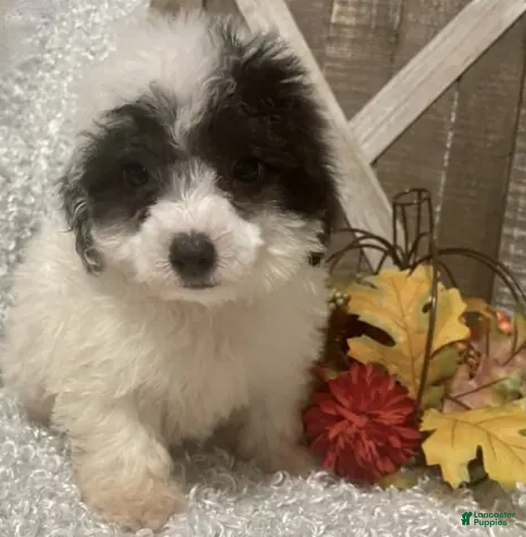 Toy Poodle dogs for sale: Cookie - Ad 2