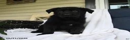 German Shepherd dogs for sale: Frieda - Ad 3