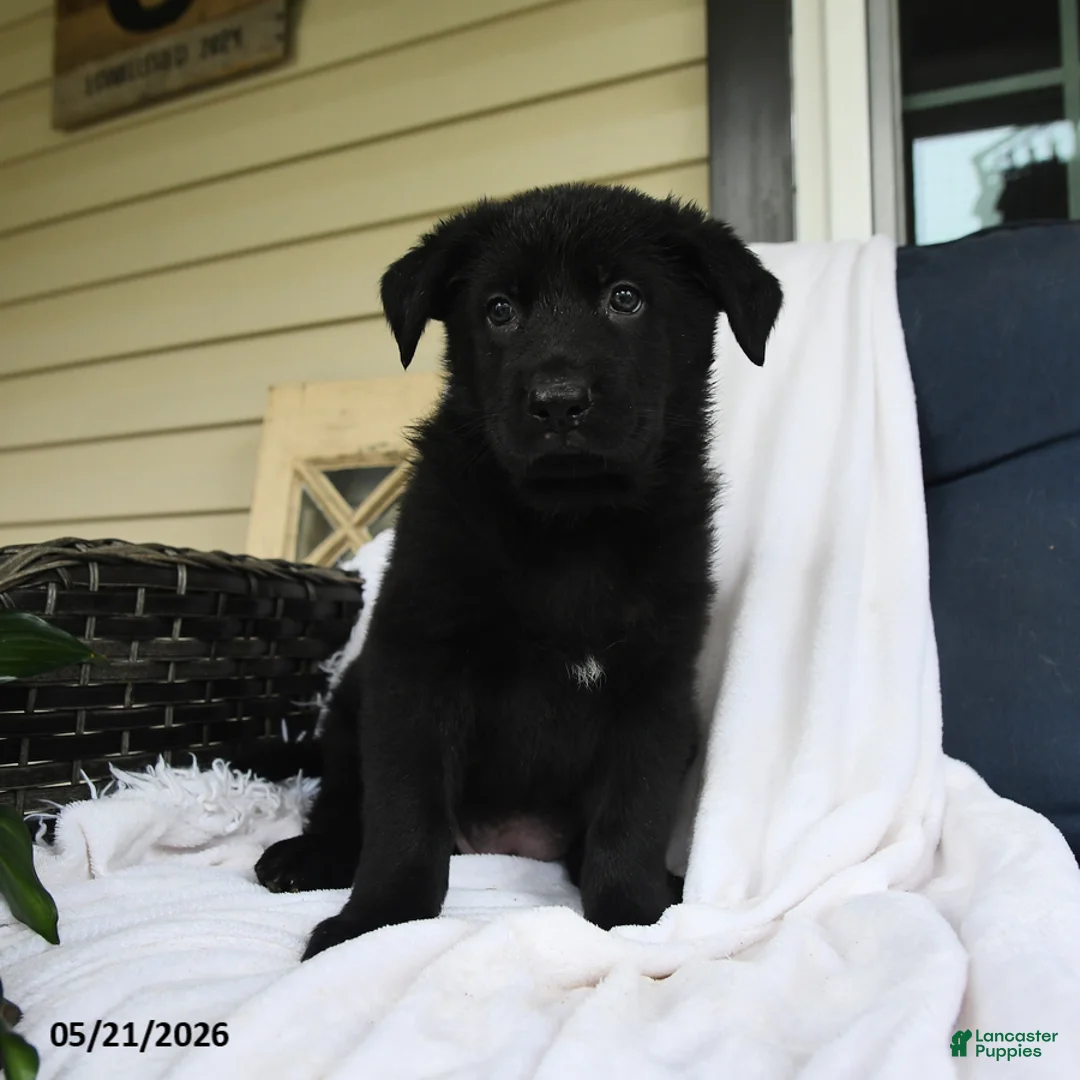 German Shepherd dogs for sale: Frieda - Ad 3