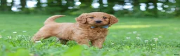Goldendoodle dogs for sale: Champ - Ad 6