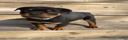 Rottweiler dogs for sale: Rottweiler Puppy 1 - Ad 3