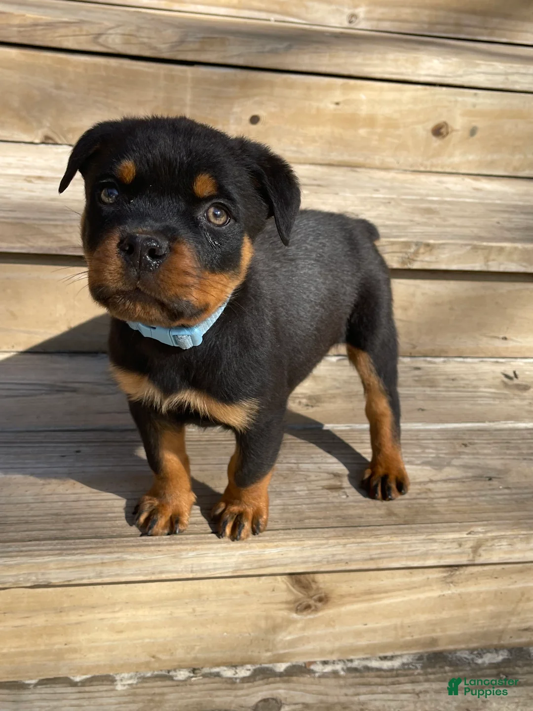 Rottweiler dogs for sale: Rottweiler Puppy 1 - Ad 3