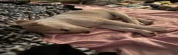 Pitsky dogs for sale: Pitsky 3 - Ad 1