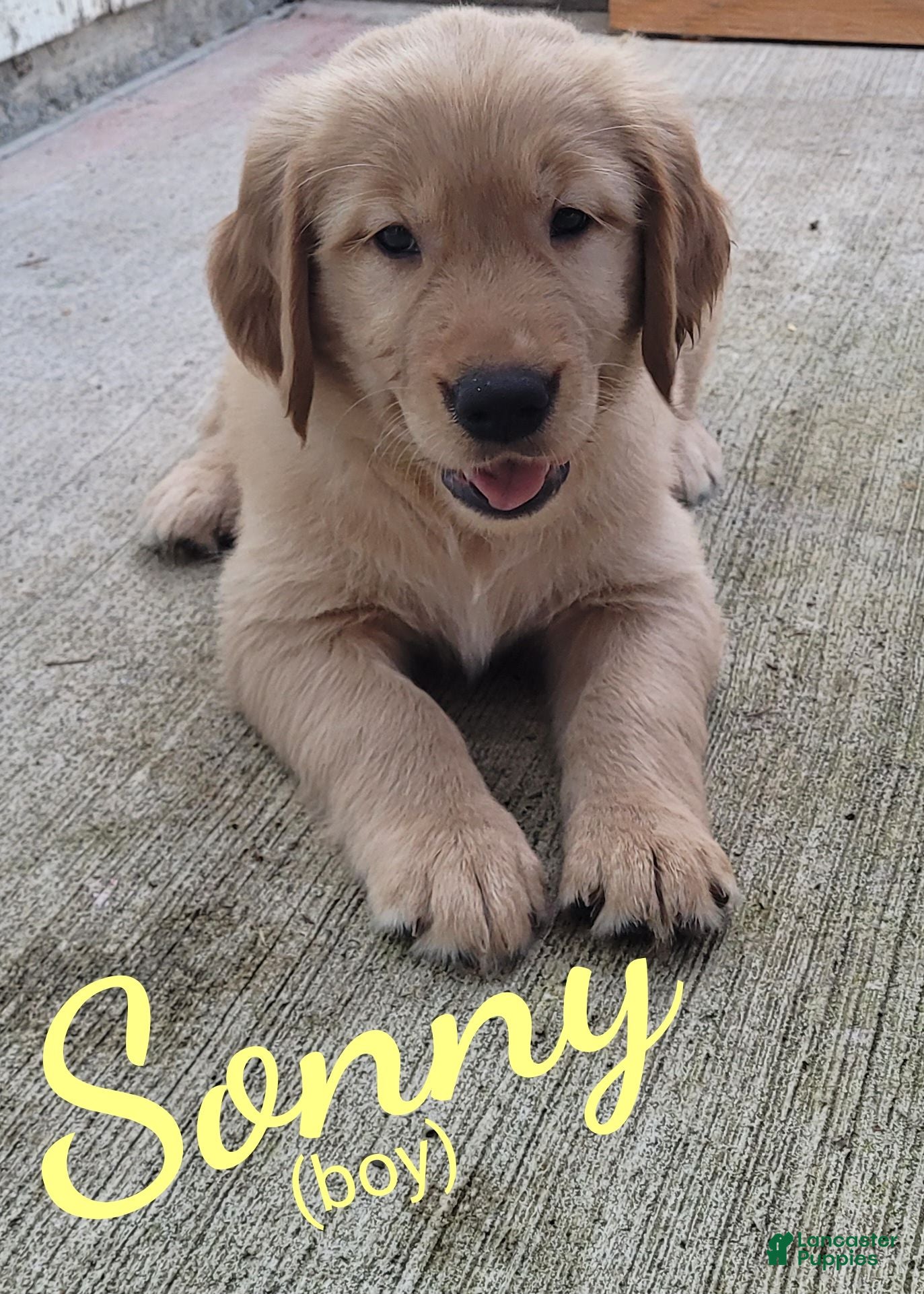 Golden Retriever dogs Sonny AKC - Ad 1
