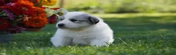 Great Pyrenees dogs for sale: AKC Nova - Ad 3