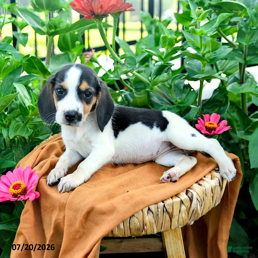 Beagle dogs for sale: Hannah - Ad 5