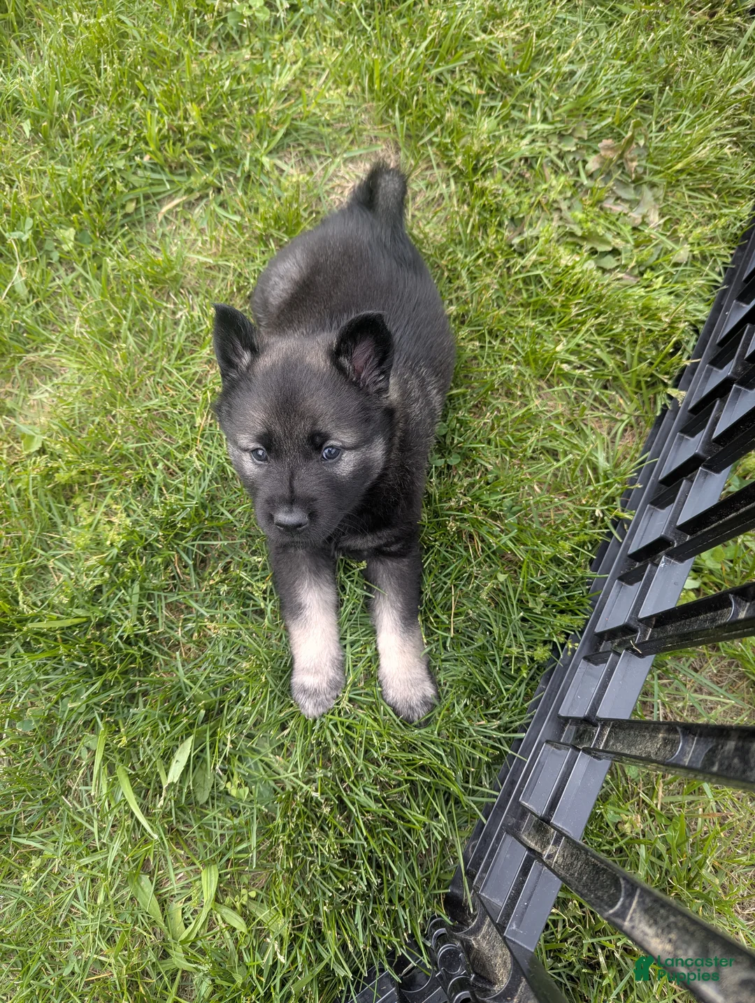 Norwegian Elkhound dogs for sale: Purple  - Ad 8