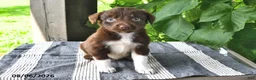 Mixed Breed dogs for sale: Milo - Ad 3
