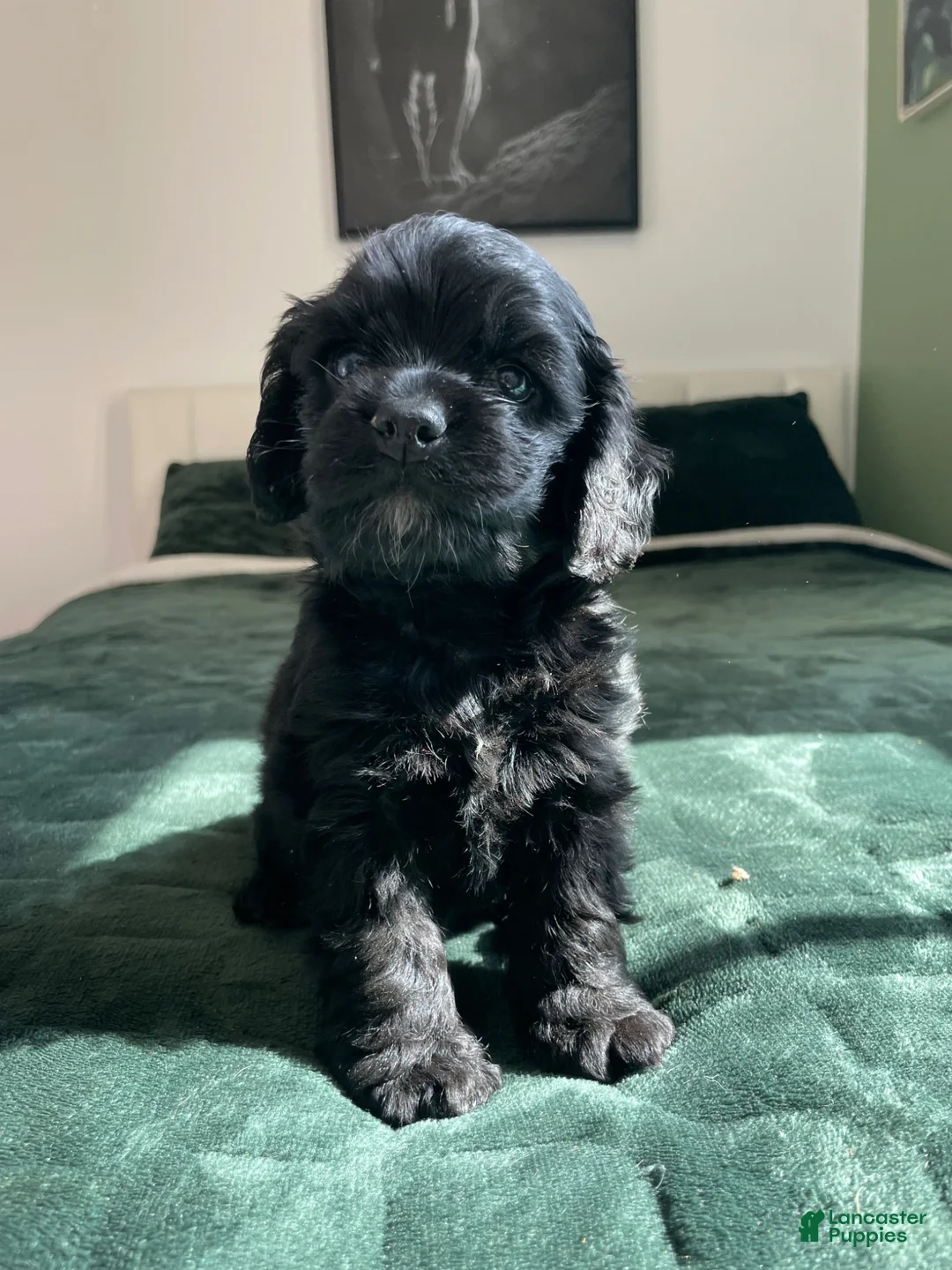 Cocker Spaniel dogs for sale: Eleven  - Ad 1