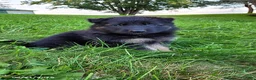 German Shepherd dogs for sale: Stella - Ad 3