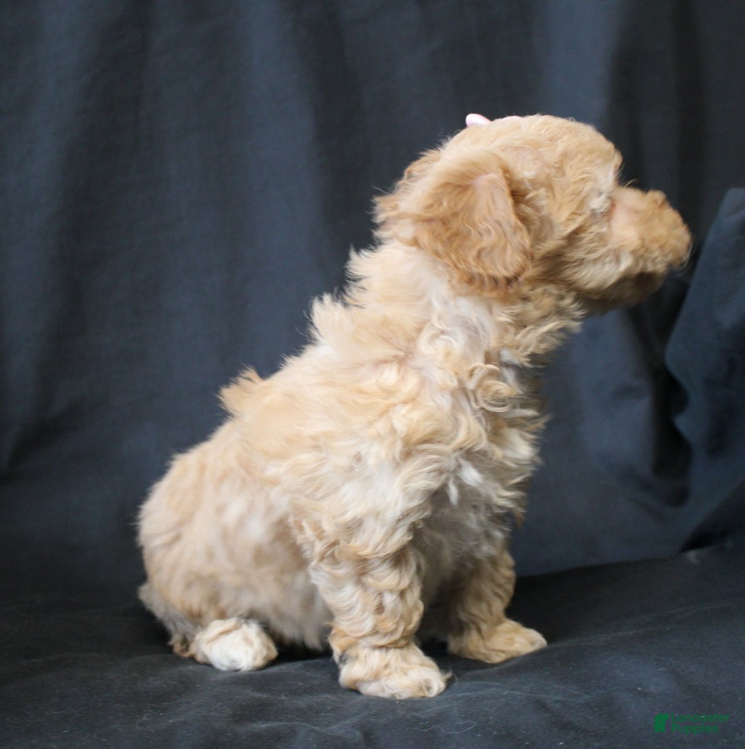 Bichpoo dogs for sale: Betsy - Ad 6