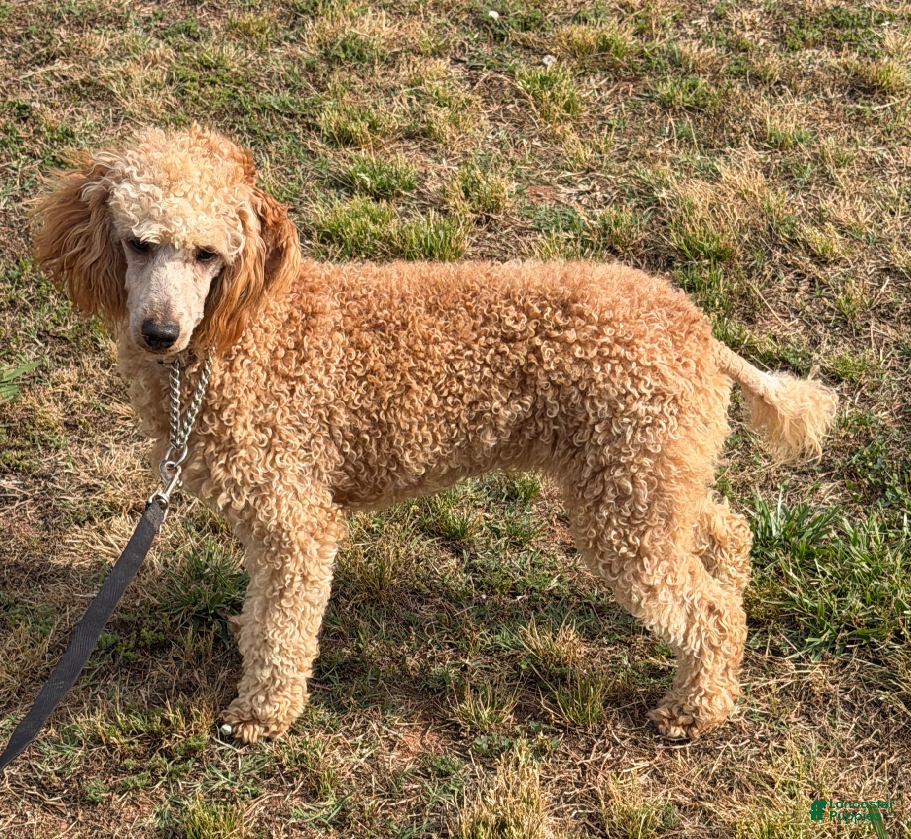 Miniature Poodle dogs Ben - Ad 1