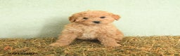Mini Goldendoodle dogs for sale: Brady  - Ad 5