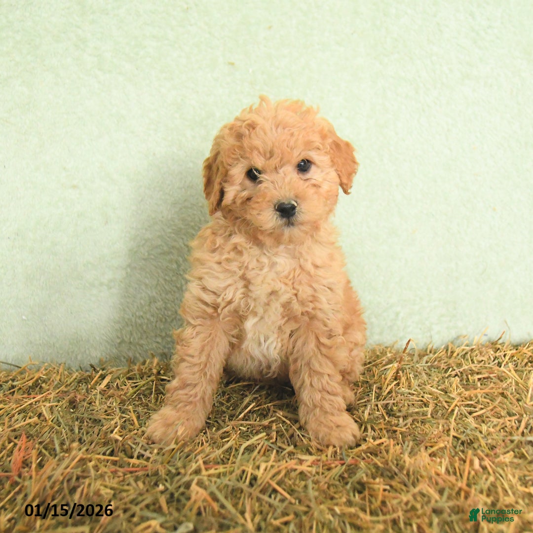 Mini Goldendoodle dogs for sale: Brady  - Ad 5