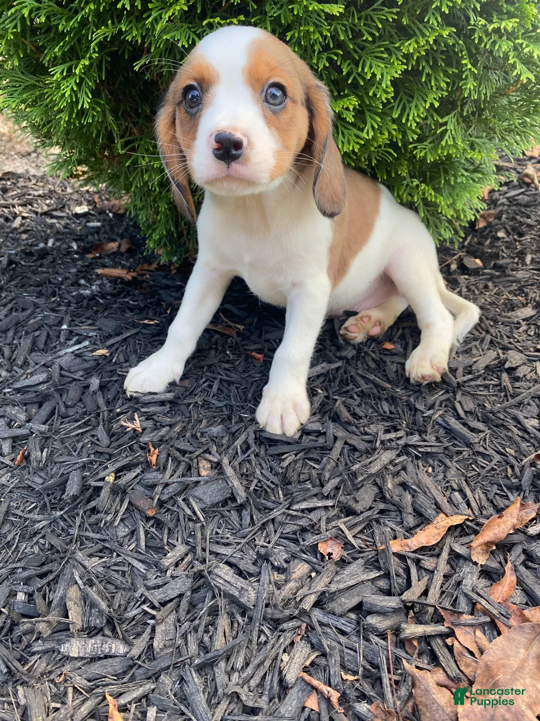 Mixed Breed dogs for sale: Skippy - Ad 10