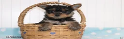 Yorkshire Terrier dogs for sale: S'mores - Teacup - Ad 1