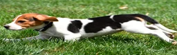 Beagle dogs for sale: Polly - Ad 9