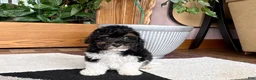 Mixed Breed dogs for sale: Maltipoo/Havanese boy 1 - Ad 5