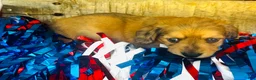 Miniature Dachshund dogs for sale: Whiskey (Longhair) - Ad 8