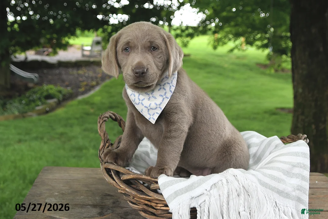 Labrador Retriever dogs for sale: Indi - Ad 2