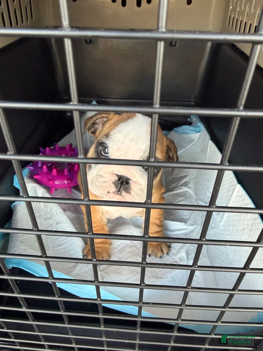English Bulldog dogs for sale: English Bulldog Puppy 1 - Ad 2