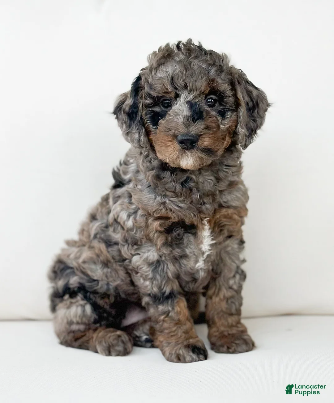 Mini Goldendoodle dogs for sale: Juliet - Ad 1
