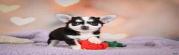 Chihuahua dogs for sale: MARY JO - Ad 6