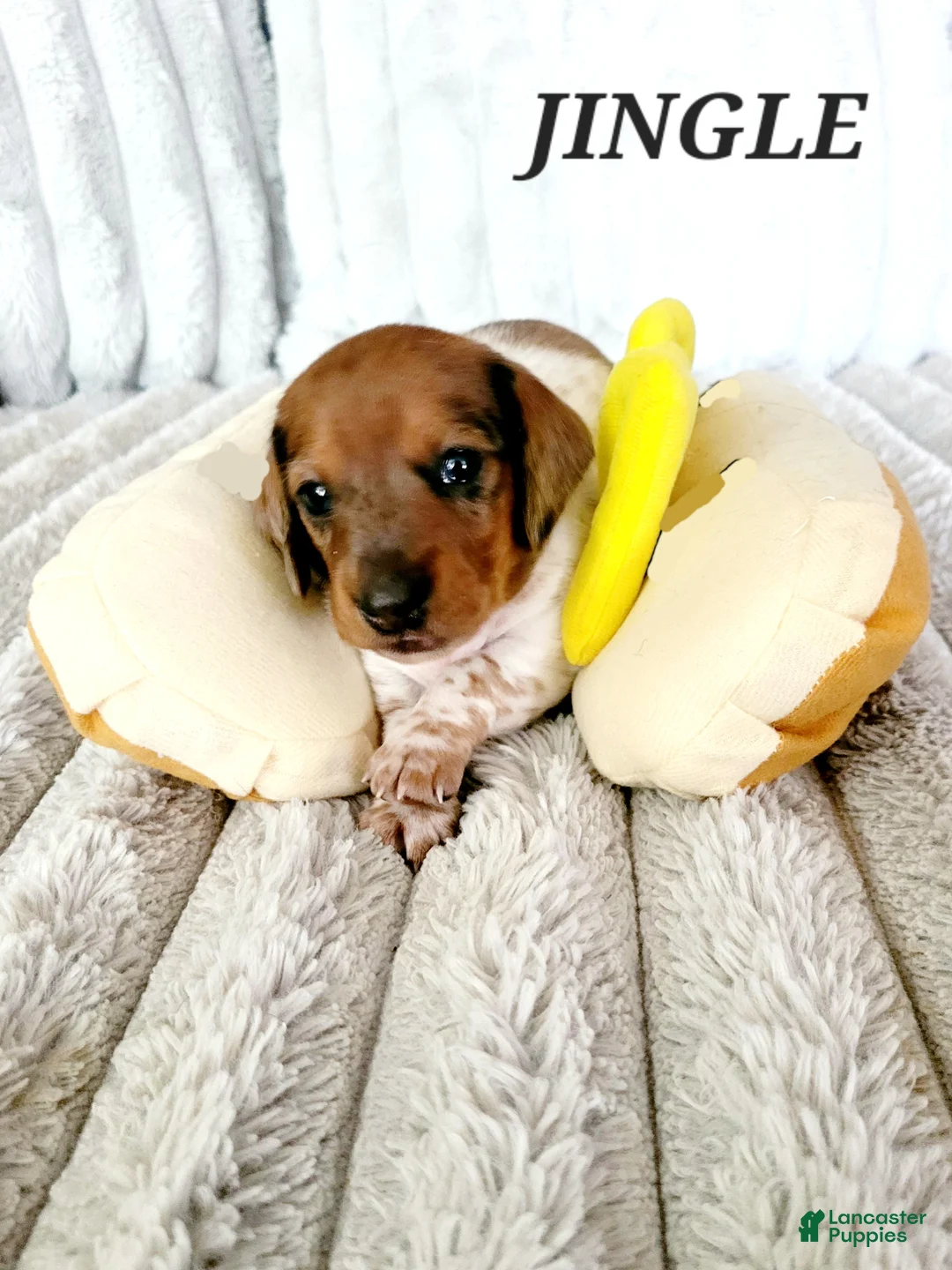 Miniature Dachshund dogs for sale: Jingle Miniature Dachshund Puppy 1 - Ad 4
