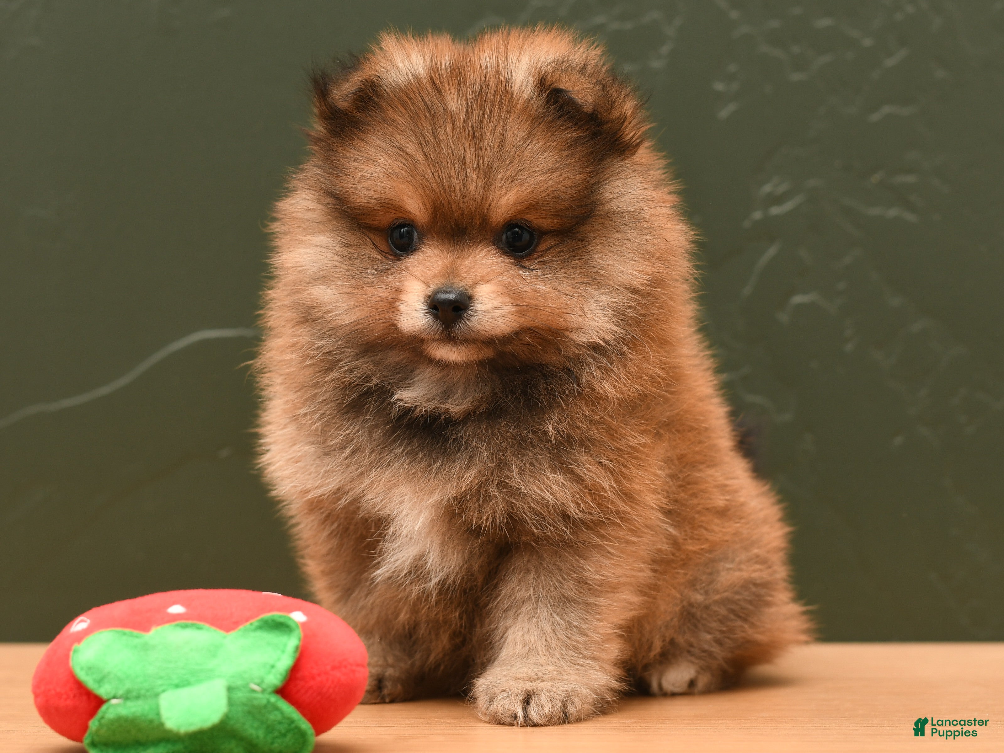 Pomeranian dogs Teddy - Ad 1