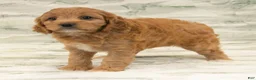 Cavapoo dogs for sale: Mandy - Ad 7