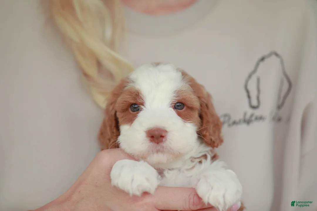 Bernedoodle dogs for sale: Slugger - Ad 2