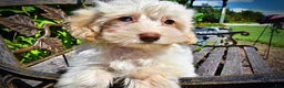 Havapoo dogs for sale: Gabby - Ad 5