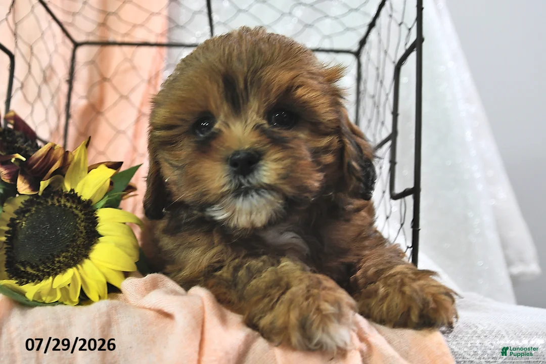 Shihpoo dogs for sale: Sailor - Ad 3