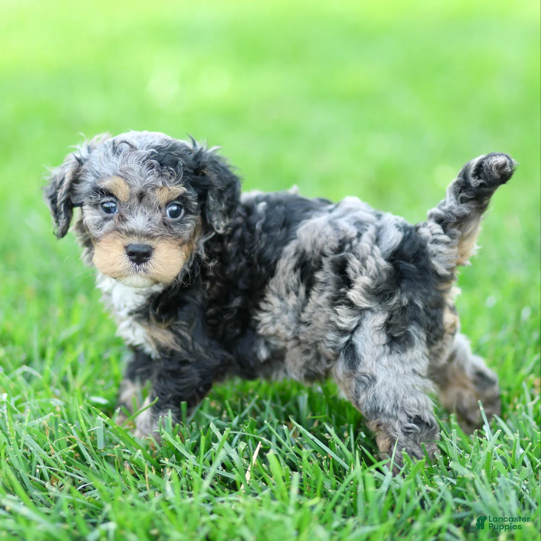 Cavapoo dogs for sale: Echo - Ad 3