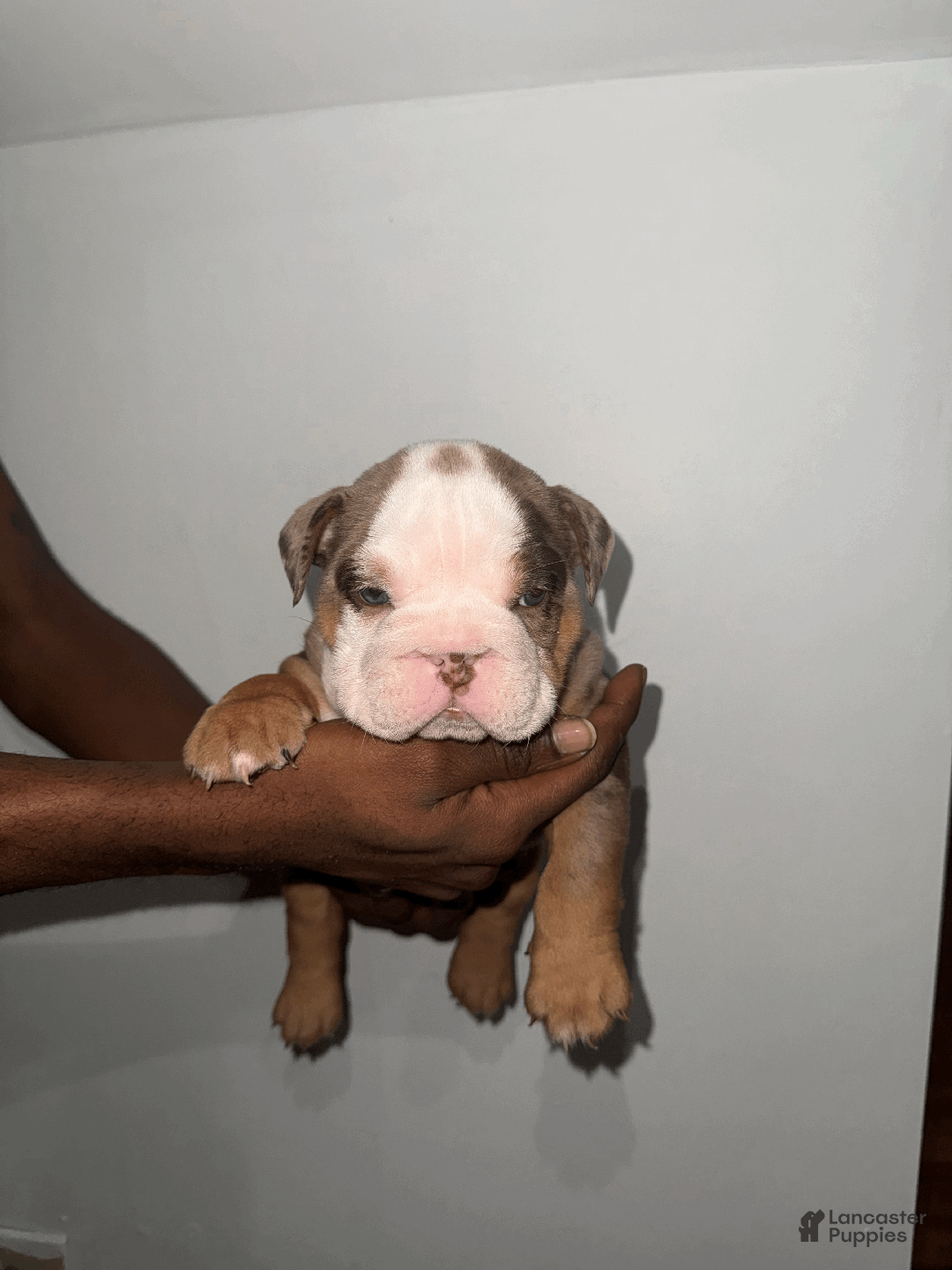 English Bulldog dogs for sale: English Bulldog Puppy 1 - Ad 3