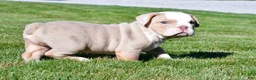 Beabull dogs for sale: Myles - Ad 5