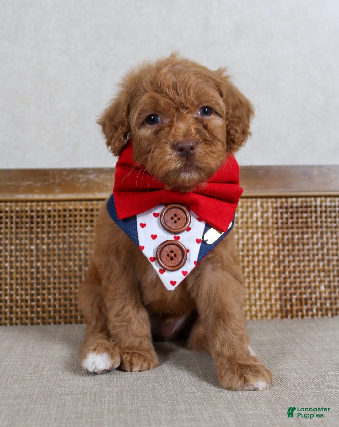 Goldendoodle dogs for sale: Goldendoodle Puppy 1 - Ad 1