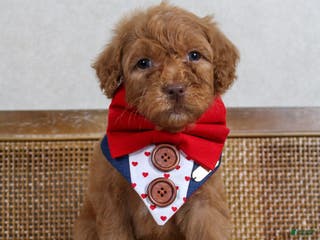 Goldendoodle dogs Goldendoodle Puppy 1 - Ad 18