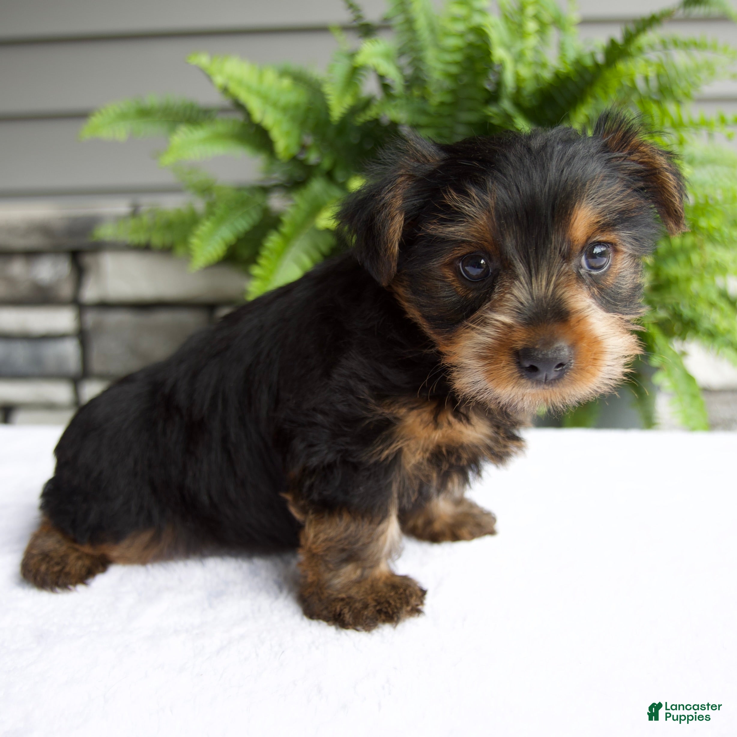 Yorkshire Terrier dogs Benny - Ad 2