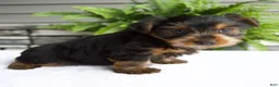 Yorkshire Terrier dogs for sale: Benny - Ad 2