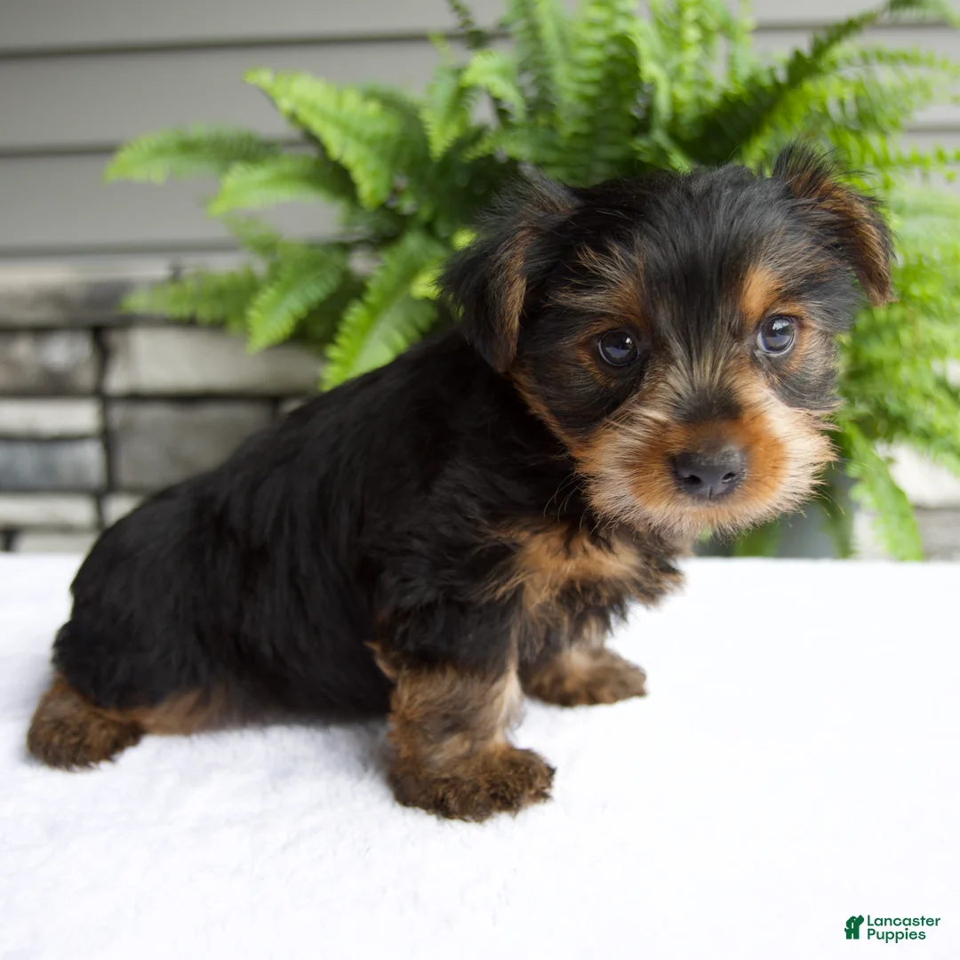 Yorkshire Terrier dogs for sale: Benny - Ad 2
