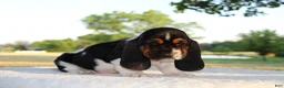 Basset Hound dogs for sale: Buddy - Ad 1