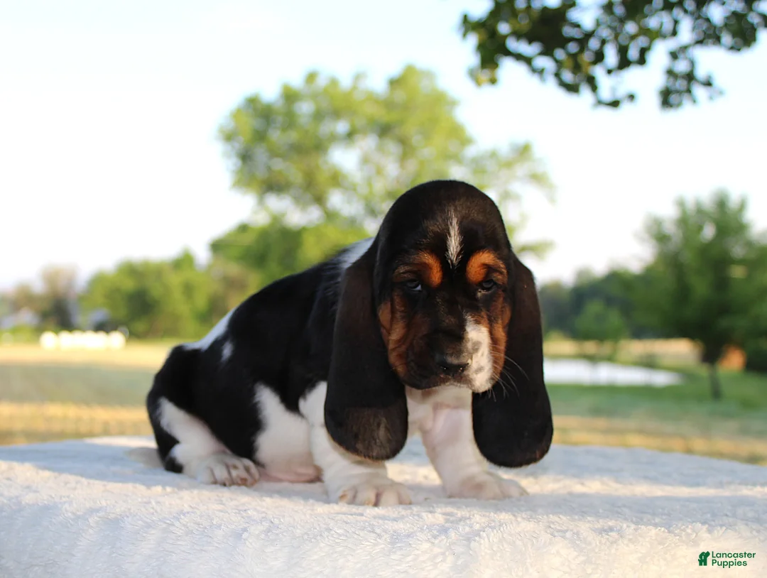Basset Hound dogs for sale: Buddy - Ad 1